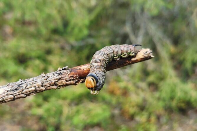 2-Day Small-Group Basic Skills Survival Course in Södermanland - Shelter, encampment tricks, and how you lead as a group