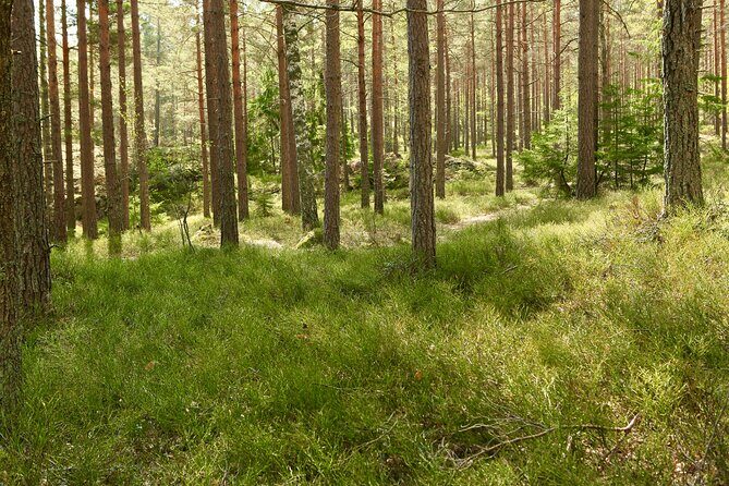 Forestbathing Slow Walking and Healing Spring Water, Stockholm - Price and value in Stockholm: is $213 worth it?