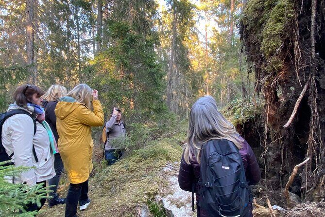 Wolf and Wildlife Tracking in Sweden - Key Things to Know Before You Go